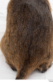 Nutria back 0001.jpg